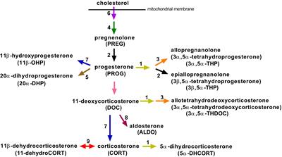 Microbiota modulates the steroid response to acute immune stress in male mice